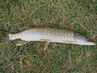  pike resting on the grass