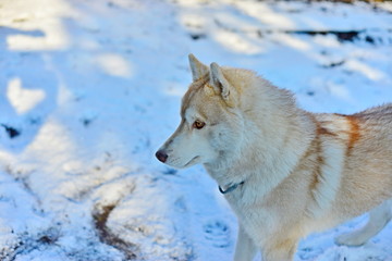 Siberian husky in the snow, fluffy dog close-up.