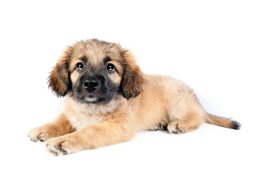 puppy of a golden retriever (shepherd)