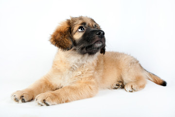 puppy of a golden retriever (shepherd)