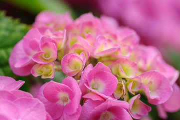 Fototapeta na wymiar Blossom of Pink with yellow green center hydrangeas on natural background. Close up.