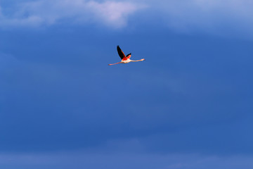 Flamingo birds crossing the sky from side to side. The birds fly in formation. Their wings are...