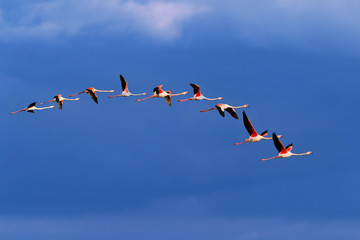 Flamingo birds crossing the sky from side to side. The birds fly in formation. Their wings are black pink and white. The guild the air on their migration to Africa or Europe.