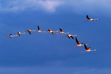 Flamingo birds crossing the sky from side to side. The birds fly in formation. Their wings are...