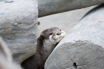 A Cute Small Clawed Otter