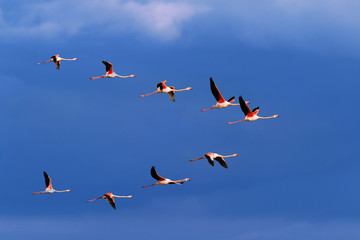 Flamingo birds crossing the sky from side to side. The birds fly in formation. Their wings are...