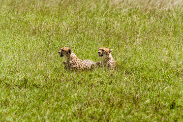 Cheetah (Acinonyx jubatus)