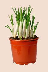 Crocus sprouts in a pot isolated.
