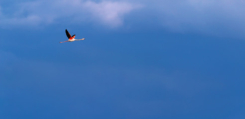 Flamingo birds crossing the sky from side to side. The birds fly in formation. Their wings are black pink and white. The guild the air on their migration to Africa or Europe.