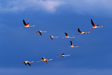 Flamingo birds crossing the sky from side to side. The birds fly in formation. Their wings are black pink and white. The guild the air on their migration to Africa or Europe.