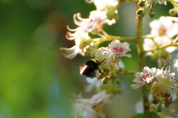bumblebee pollinates plum blossoms