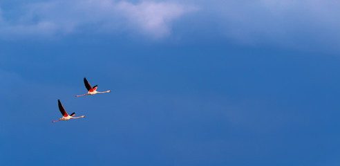 Flamingo birds crossing the sky from side to side. The birds fly in formation. Their wings are black pink and white. The guild the air on their migration to Africa or Europe.