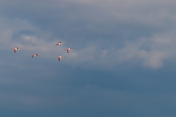 Flamingo birds crossing the sky from side to side. The birds fly in formation. Their wings are...