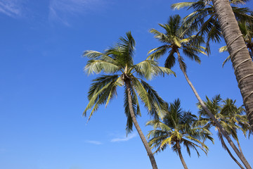 Obraz premium coconut palms and blue sky background