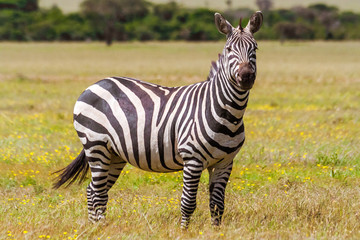 Fototapeta na wymiar African plains zebras