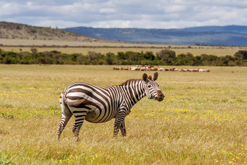 Fototapeta na wymiar African plains zebras