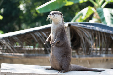 A Cute Small Clawed Otter