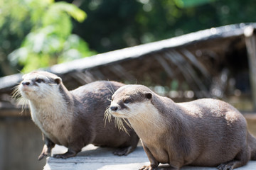 A Cute Small Clawed Otter 