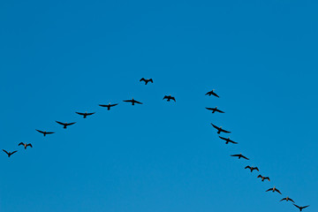 Birds cranes storks flying in a V shape  formation. Isolated on white bright sky. Isolated on blue