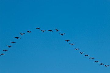 Birds cranes storks flying in a V shape  formation. Isolated on white bright sky. Isolated on blue