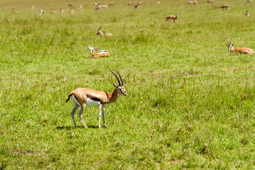 Herd of gazelles grazing