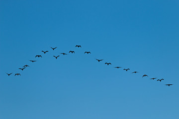 Birds cranes storks flying in a V shape  formation. Isolated on white bright sky. Isolated on blue