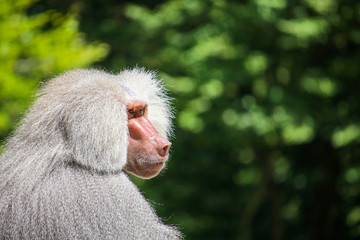 Serious looking male baboon