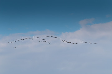 A Bird reflection in the water. It is walking or standing and appear to be merged in the reflection. The beak is touching the water The water is blue. The legs are red.