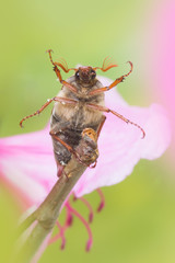 Maybeetle on twig