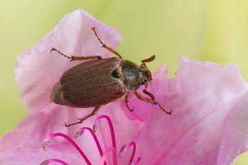Maybug or cockchafer