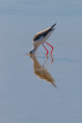 A Bird reflection in the water. It is walking or standing and appear to be merged in the reflection. The beak is touching the water The water is blue. The legs are red.