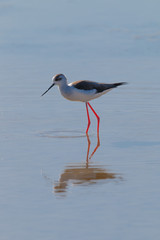 A Bird reflection in the water. It is walking or standing and appear to be merged in the reflection. The beak is touching the water The water is blue. The legs are red.