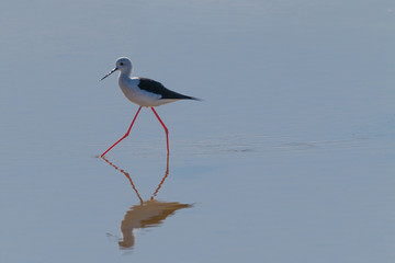 A Bird reflection in the water. It is walking or standing and appear to be merged in the...
