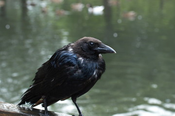 Krähe