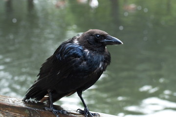 Krähe