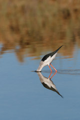 A Bird reflection in the water. It is walking or standing and appear to be merged in the reflection. The beak is touching the water The water is blue. The legs are red.