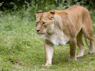 Fototapeta na wymiar Female African lioness