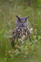 Beautiful European Eagle Owl
