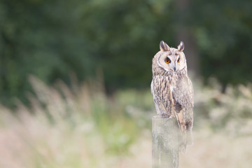 Long eared owl