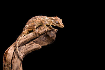 Gargoyle gecko isolated