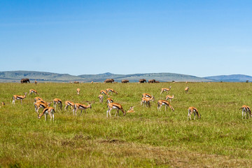 Herd of gazelles
