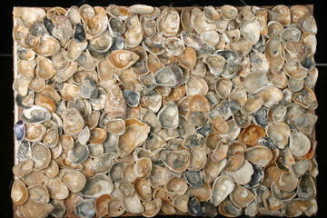Sea shells. Coast. Beach