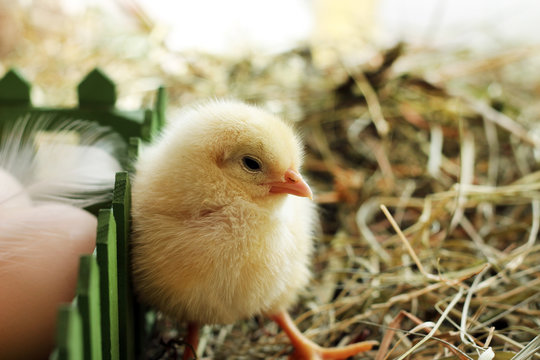 Image of funny baby chicken on the hay, close-up
