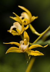 Yellow dendrobium orchids