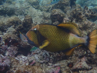 Naklejka na ściany i meble Gelbsaum-Drückerfisch und Lippfische Malediven