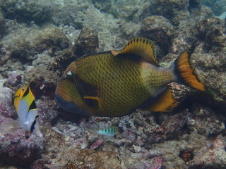 Naklejka na ściany i meble Gelbsaum-Drückerfisch, Falterfisch, Lippfisch Malediven