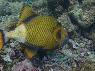 Gelbsaum-Drückerfisch und Lippfische Malediven