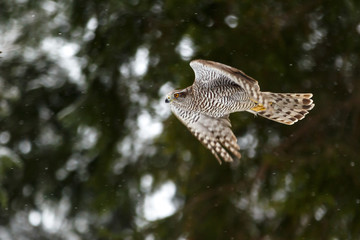 Fototapeta premium Habicht im Flug