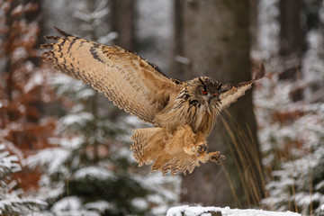 Eurasischer Uhu