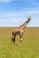 Giraffe in the african savannah